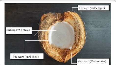 Coconut Fruit Inside