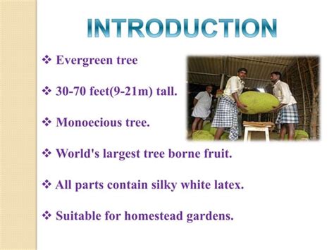 Jackfruit fruit cultivation | PPT