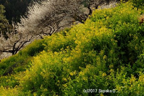 菜の花香る梅林｜my Photo Story2