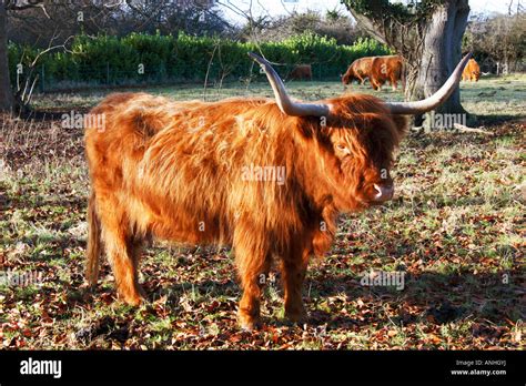 Highland Cattle Cows Hi Res Stock Photography And Images Alamy