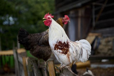 9 Common Chicken Sounds And Their Meanings Know Your Chickens
