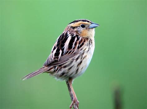 Species Of Sparrows In Georgia Id And Sound Guide