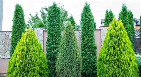 11 Best Fast Growing Trees for Privacy and Considerations when Choosing - Plants Spark Joy