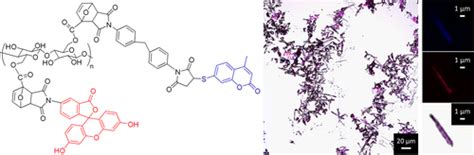 通过点击化学对纤维素纳米原纤维进行多色荧光标记biomacromolecules X Mol