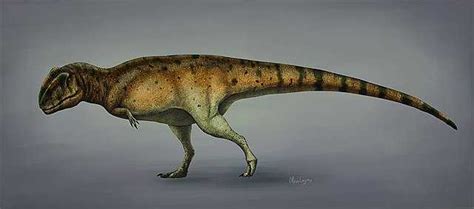 Mapusaurus Roseae Wikiwand