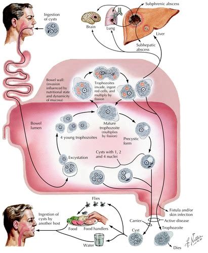 Entamoeba Histolytica Life Cycle