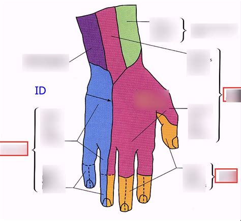 Cutaneous Innervation Sensory Exam Of Hand Dorsal Diagram Quizlet