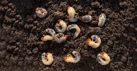 The Secret Invaders In Your Lawn Unveiling The World Of Chafer Grubs