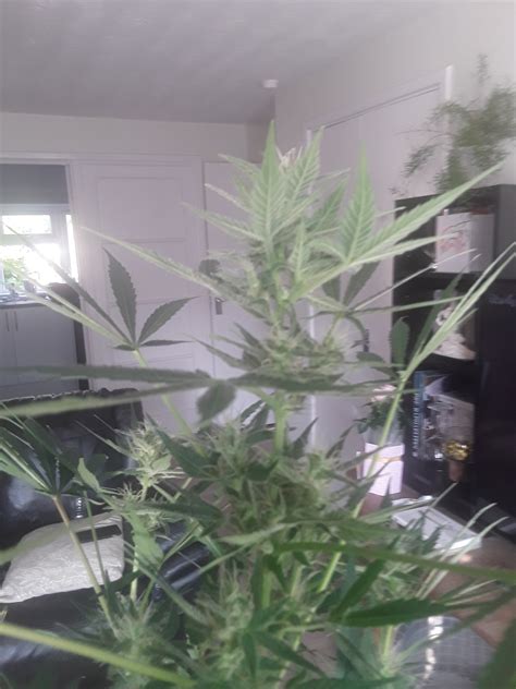 Autoflower in grow tent. | Grasscity Forums - The #1 Marijuana ...