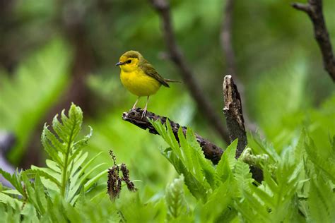 The Insider’s Guide to Birding in Central Park, New York City | Audubon