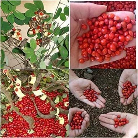 100 Red Sandalwood Tree Seeds Most Expansive and Aromatic Tree - Etsy