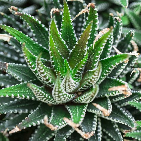 Macro Image Of Haworthia Fasciata And Aloe Vera Macro Ima Flickr