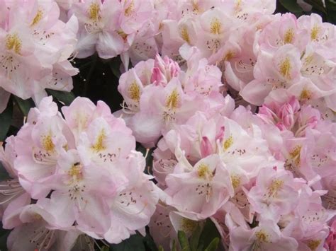 50 Rosebay Rhododendron Shrub Seeds