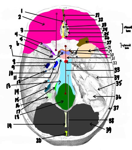 Lab Exam 2 Superior View Of Inside Of Skull Flashcards Quizlet