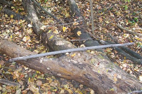 Bushcraft Plus: Making a Fishing Spear