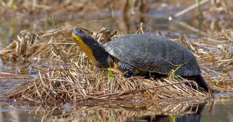 Diverse aquatic wildlife found in Iowa