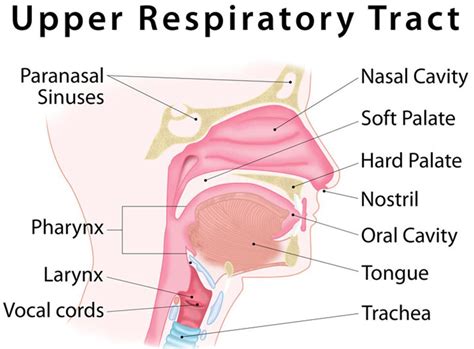 Upper Respiratory Infection Definition Causes Symptoms And Treatment