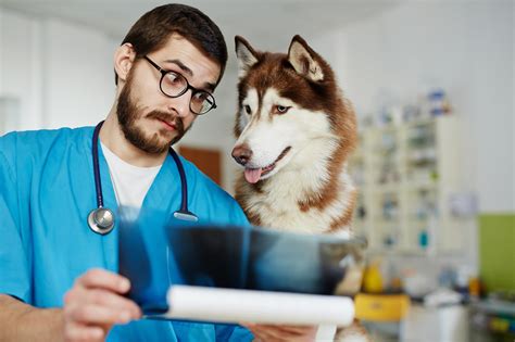 New Grad Veterinarian Career Advice Ihireveterinary