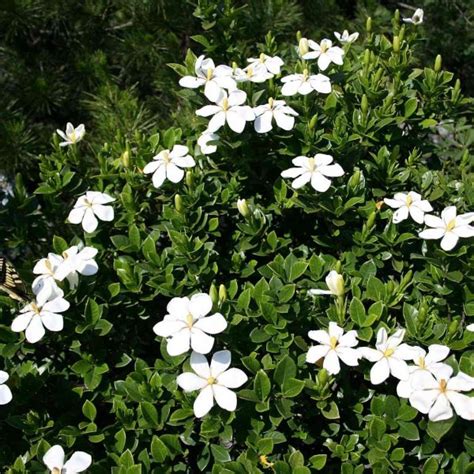 Buy Cape Jasmine (Gardenia Jasminoides) 50+ seeds online :: Seeds ...