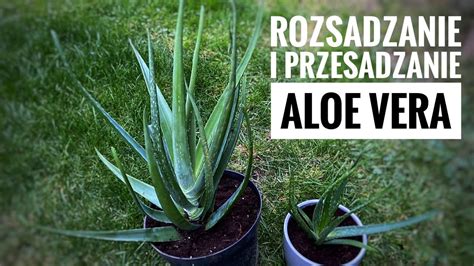 Przesadzanie I Rozsadzanie Aloesu Replanting Of Aloe Vera Barbadensis