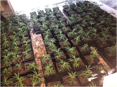 La Policia Local incauta una plantació de prop de 800 plantes de