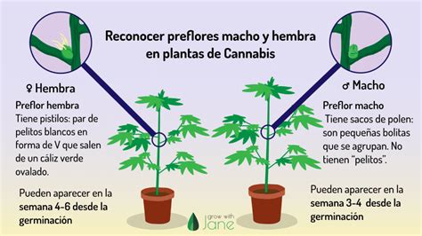 Etapa De Floraci N En Plantas De Cannabis