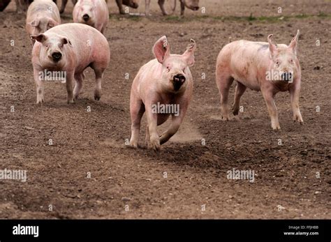 Domestic Pigs Running In Pig Enclosure On Pig Farm In Suffolk April