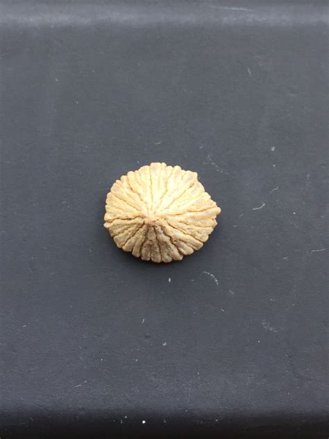 Is this a limpet fossil? 1/2inch~ Oregon Coast, creek in the hills : r ...