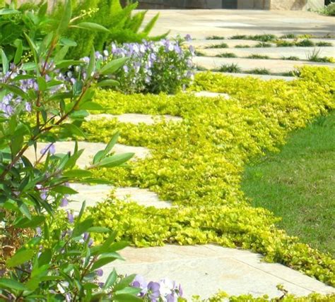 Creeping Jenny Fast Growing And Shade Tolerant Ground Cover Fforzones