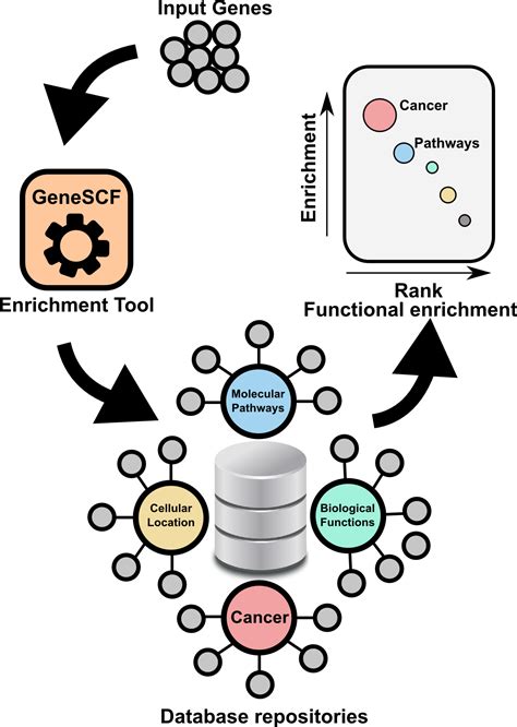 Genescf A Real Time Based Functional Enrichment Tool With Support For