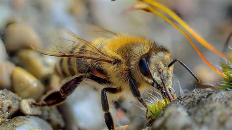 Tipos De Abejas Caracter Sticas Nombres Y Fotos Vlr Eng Br