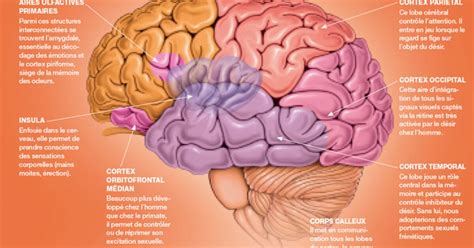 Infographie Comment Fonctionne Le Cerveau Amoureux Ça Mintéresse