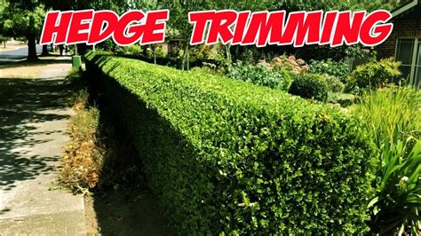 Hedge Trimming Tips In Realtime How To Trim A Hedge The Easy Way Youtube