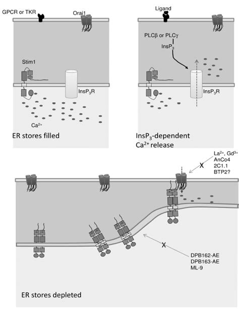 Proposed Model Of The Mechanistic Coupling Between Stim1 And Orai1 In