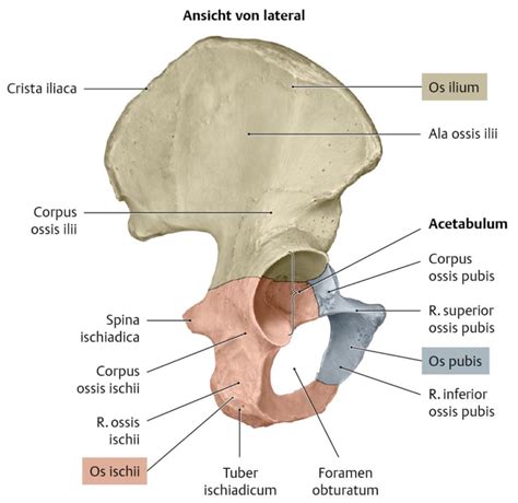 Benig Bekken Diagram Quizlet