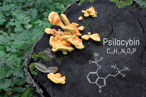 Magic Mushroom Decriminalization Linked To Surge In Poison Center Calls