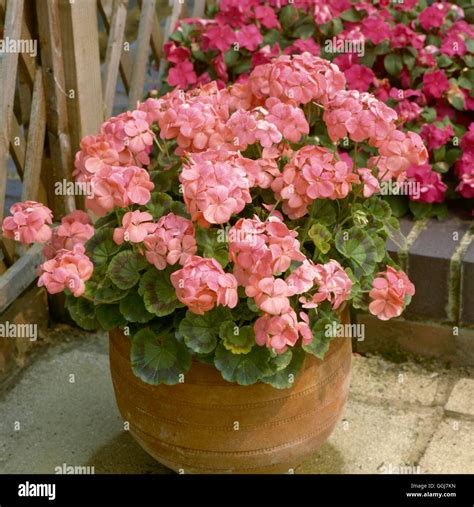 Container - Annual - planted with Geraniums CTR047458 Stock Photo - Alamy