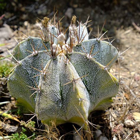 Cactus And Succulents Astrophytum Capricorne