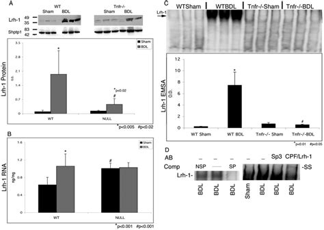 Lrh 1 Abundance And DNA Binding To The Mrp3 Promoter Is Increased After