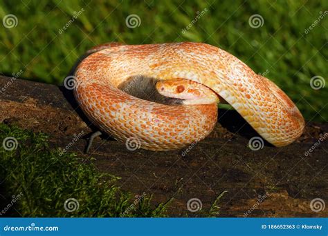 The Corn Snake Pantherophis Guttatus With Prey On A Green Background A