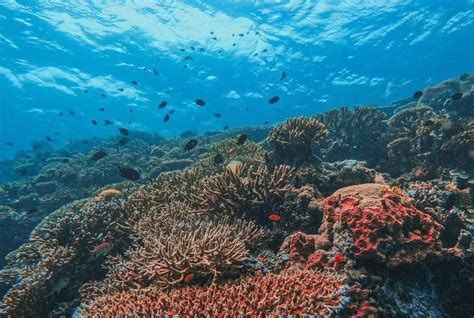 Surga Bawah Laut Pulau Maratua Cocok Buat Healing Genpi Co Kaltim