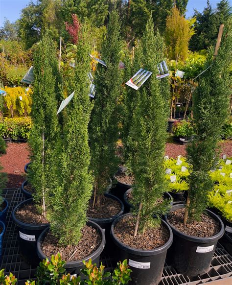 Glauca 'Green Pencil Pine' — Rockbank Nursery