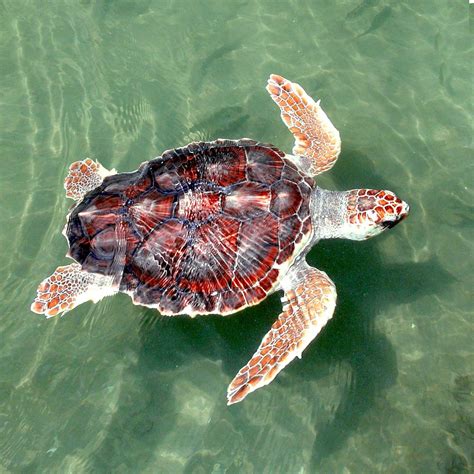 Loggerhead Sea Turtle Endangered Sea Turtles Loggerhead Turtle