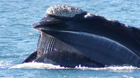 ALGUNAS PARTICULARIDADES DE LA BALLENA FRANCA AUSTRAL