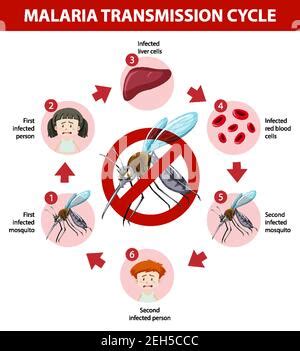 Infographie Sur Les Sympt Mes Du Paludisme Image Vectorielle Stock Alamy