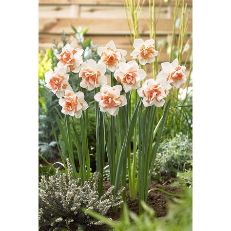 12 Count Daffodil Replete Bulbs at Lowes.com