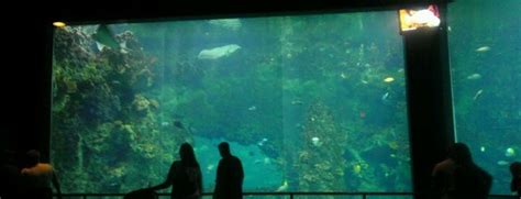 The 9 Best Aquariums In San Antonio