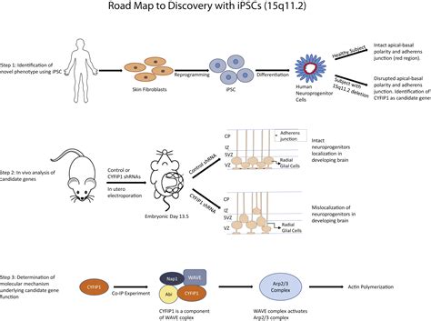 Human Induced Pluripotent Stem Cells Now Open To Discovery Cell Stem Cell