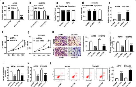 Circ Itch Overexpression Suppressed Proliferation Invasion And