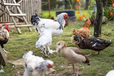 Jeste Li Znali Da U Hrvatskoj Postoji Kokingrad Ovo Arobno Mjesto